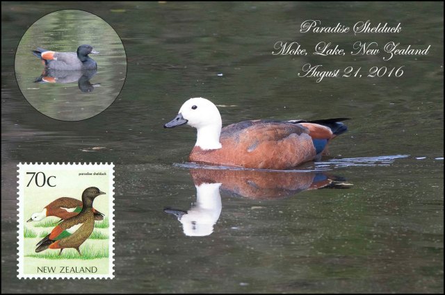 newzealandcookislands2016-233