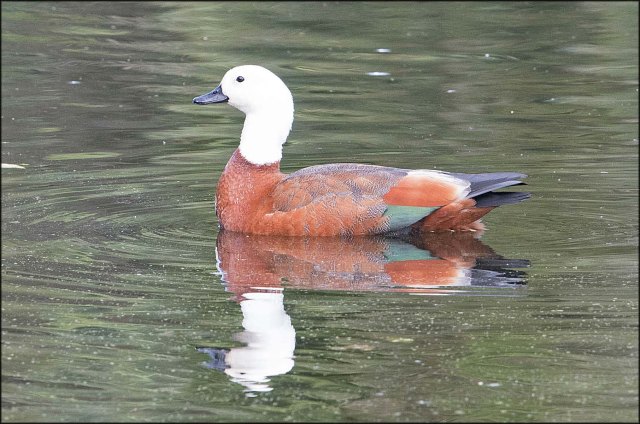 newzealandcookislands2016-234