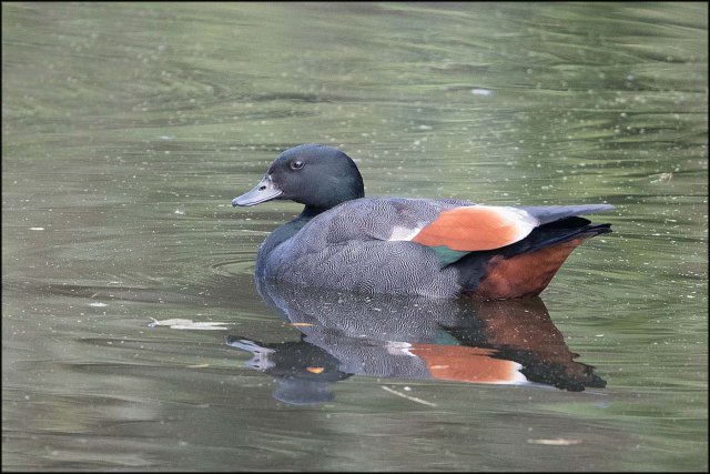 newzealandcookislands2016-236