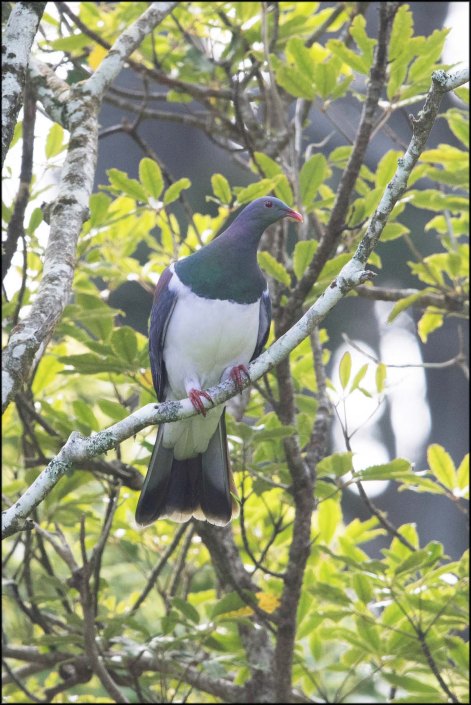 newzealandcookislands2016-241