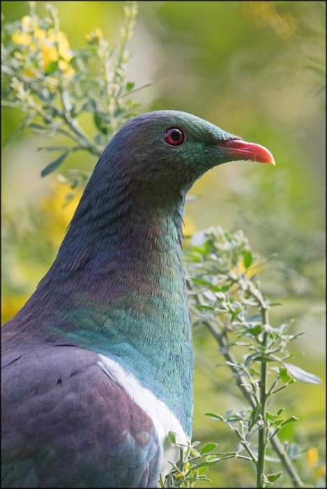 newzealandcookislands2016-243