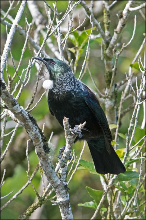 newzealandcookislands2016-244