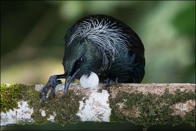 newzealandcookislands2016-245