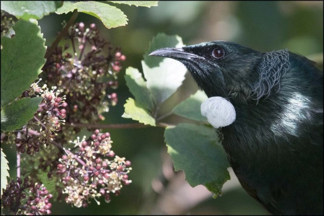 newzealandcookislands2016-246