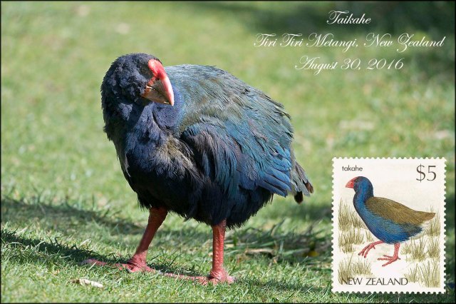 newzealandcookislands2016-247