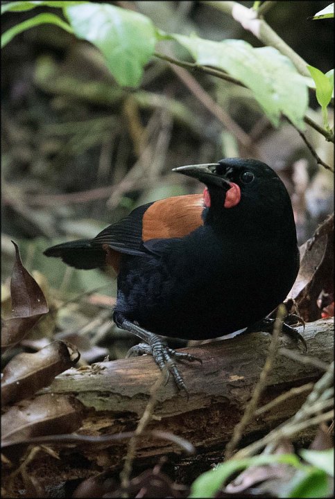 newzealandcookislands2016-248