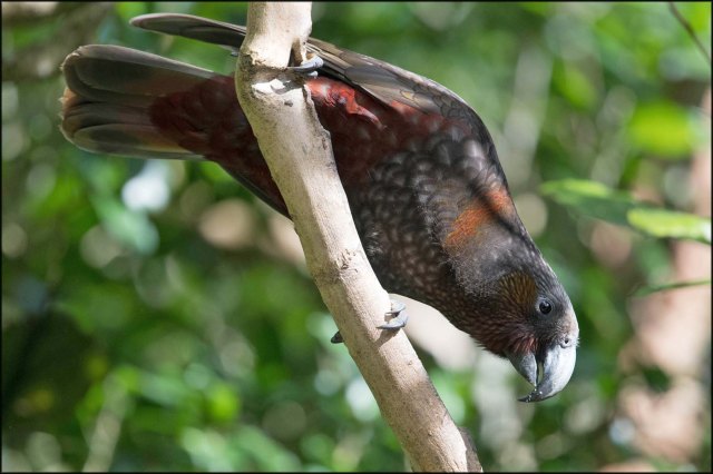 newzealandcookislands2016-249