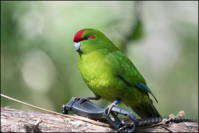 newzealandcookislands2016-253