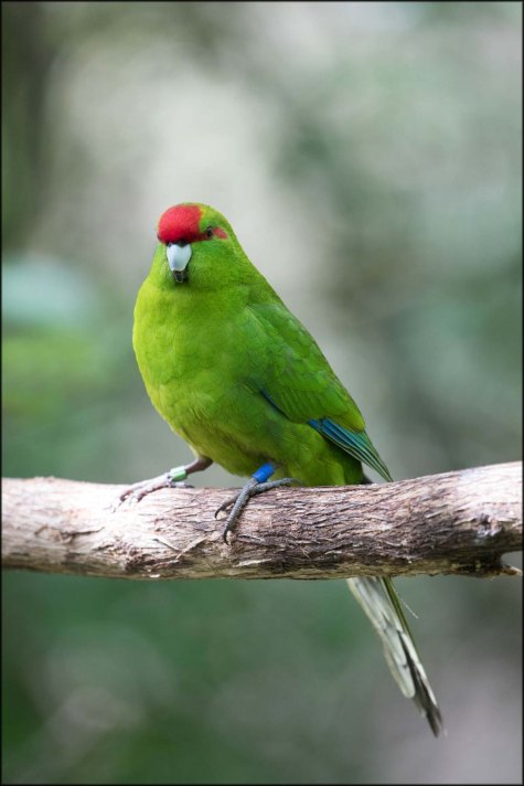 newzealandcookislands2016-256