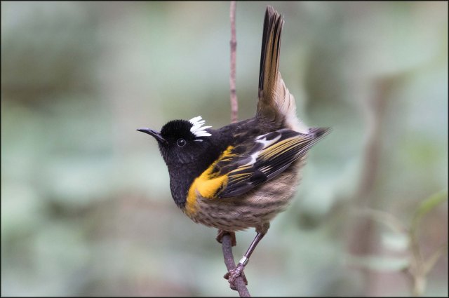 newzealandcookislands2016-257