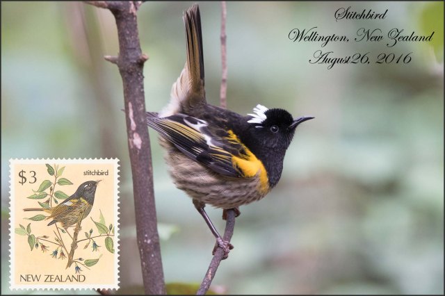 newzealandcookislands2016-259