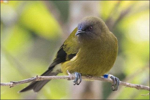 newzealandcookislands2016-260