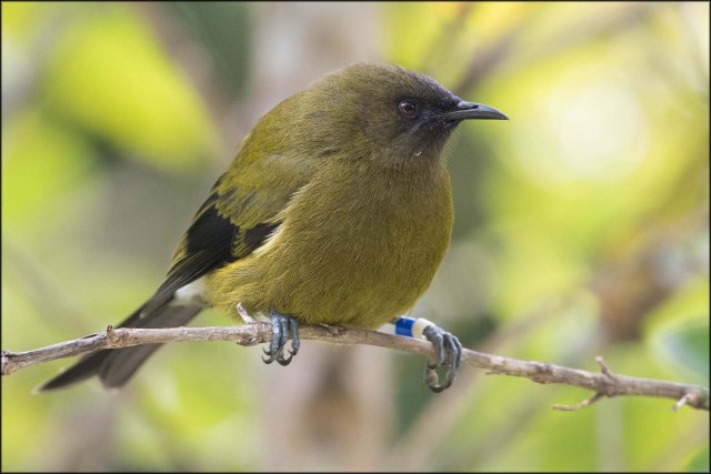 newzealandcookislands2016-261