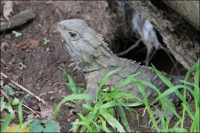 newzealandcookislands2016-262