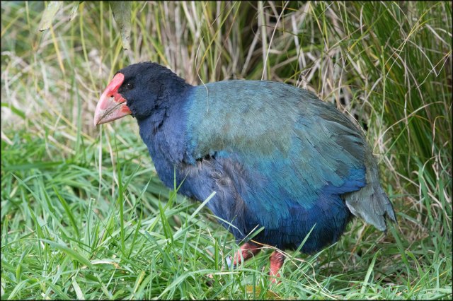 newzealandcookislands2016-263