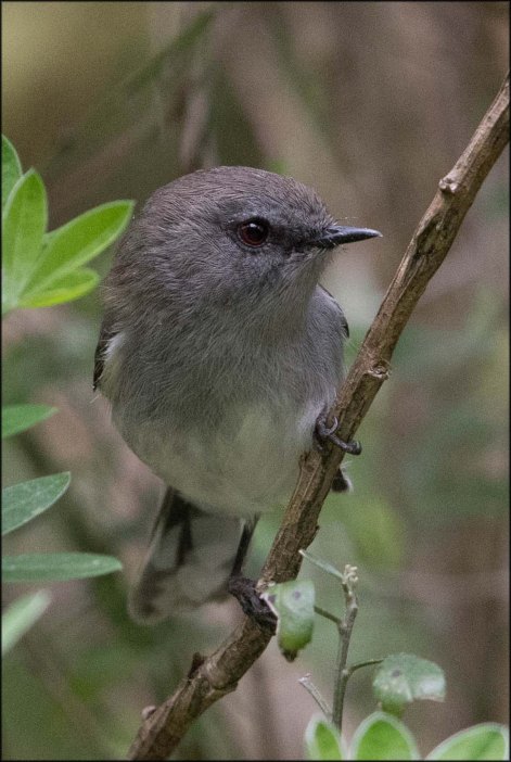 newzealandcookislands2016-265