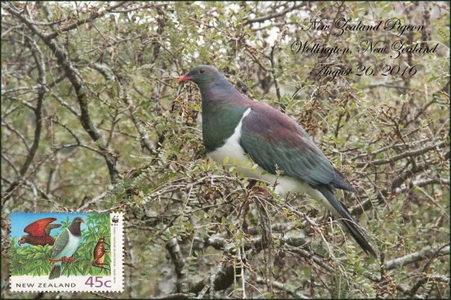newzealandcookislands2016-273