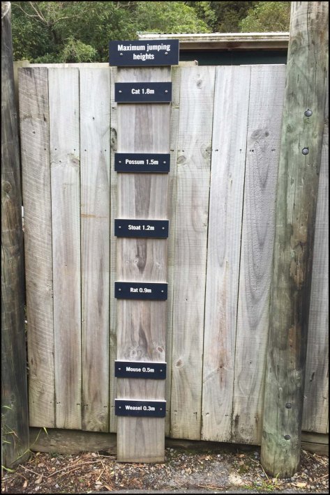 newzealandcookislands2016-286