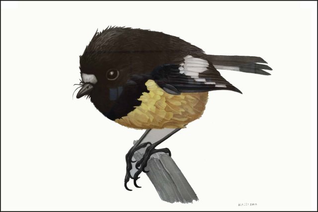 newzealandcookislands2016-289