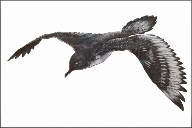 newzealandcookislands2016-291