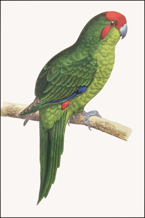 newzealandcookislands2016-292