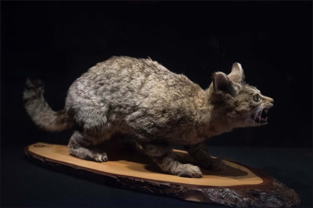 newzealandcookislands2016-308