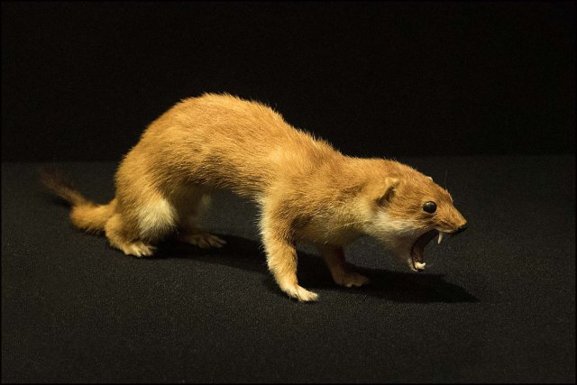 newzealandcookislands2016-309