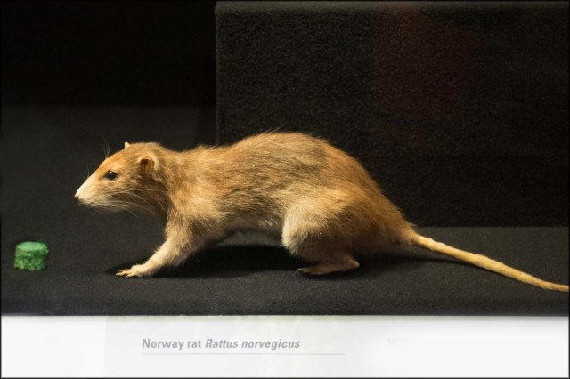 newzealandcookislands2016-310