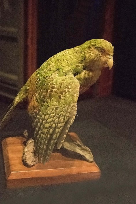 newzealandcookislands2016-311