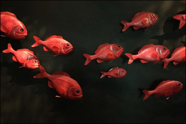 newzealandcookislands2016-311b-1