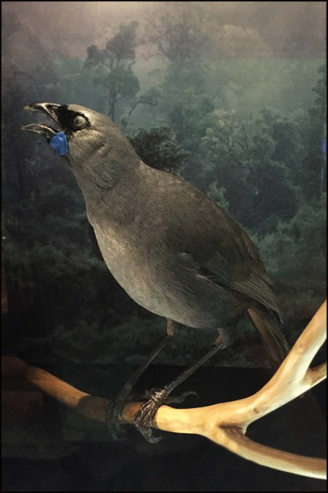 newzealandcookislands2016-311b-2