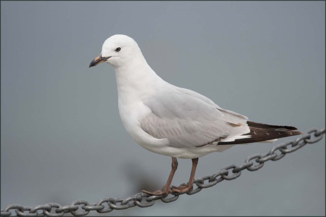 newzealandcookislands2016-323