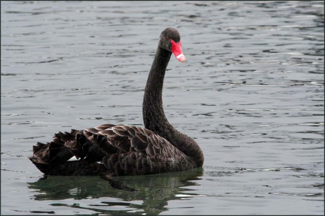 newzealandcookislands2016-326