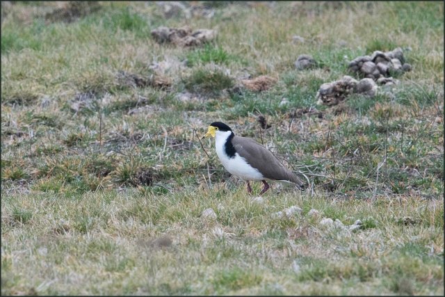 newzealandcookislands2016-333