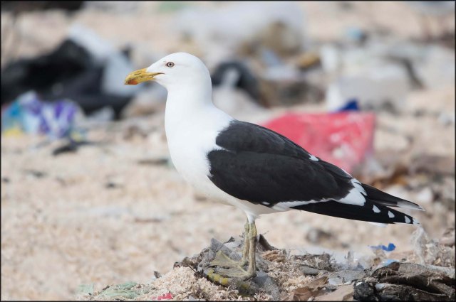 newzealandcookislands2016-366