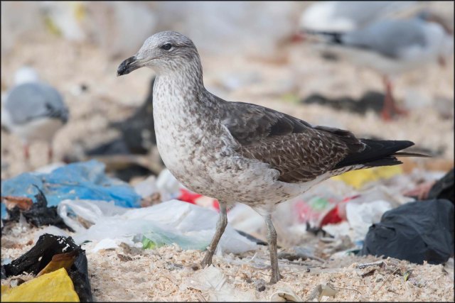 newzealandcookislands2016-367