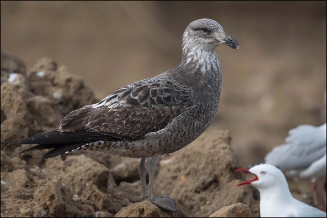 newzealandcookislands2016-371