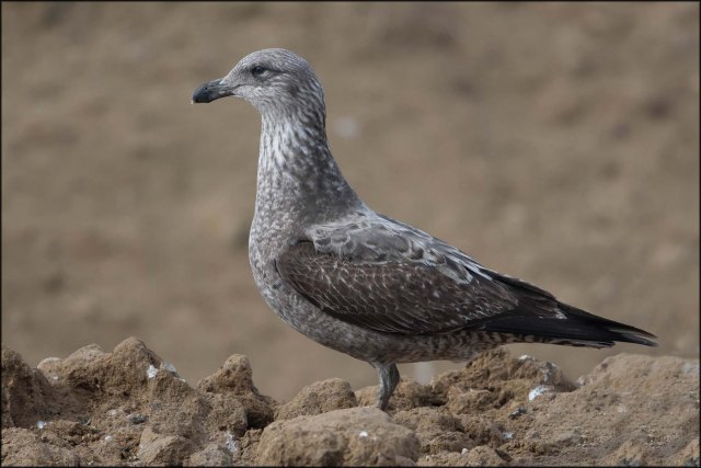 newzealandcookislands2016-373