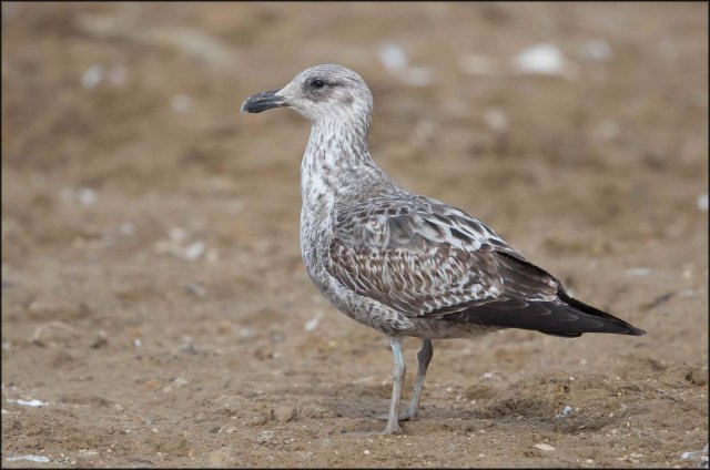 newzealandcookislands2016-374