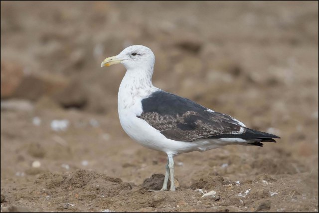 newzealandcookislands2016-375