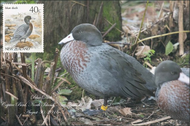 newzealandcookislands2016-396