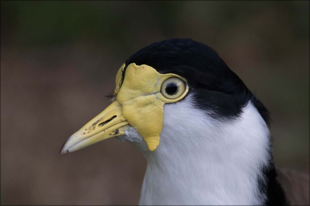 newzealandcookislands2016-402