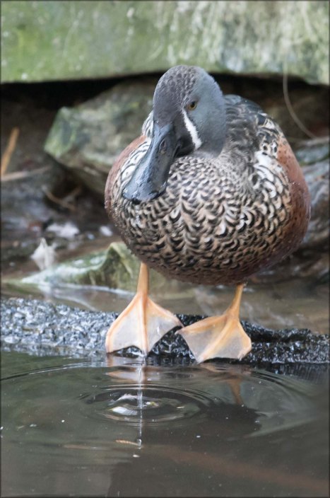 newzealandcookislands2016-406