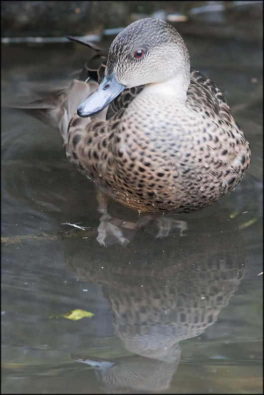 newzealandcookislands2016-407