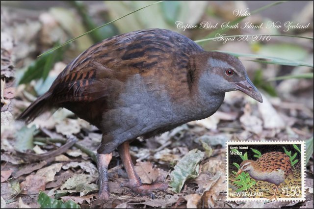 newzealandcookislands2016-409