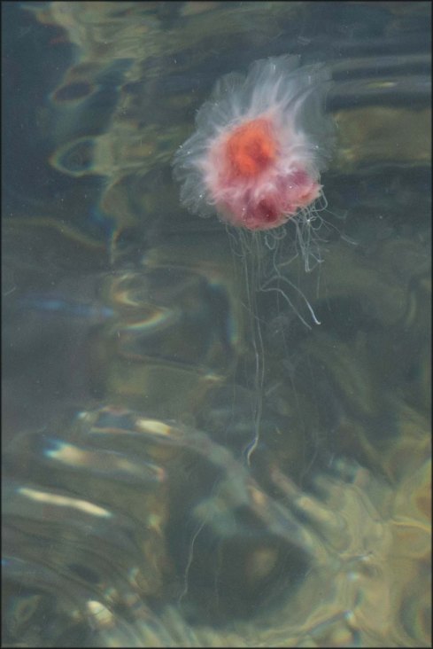 newzealandcookislands2016-418