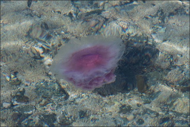 newzealandcookislands2016-419