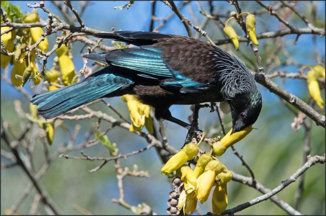 newzealandcookislands2016-426