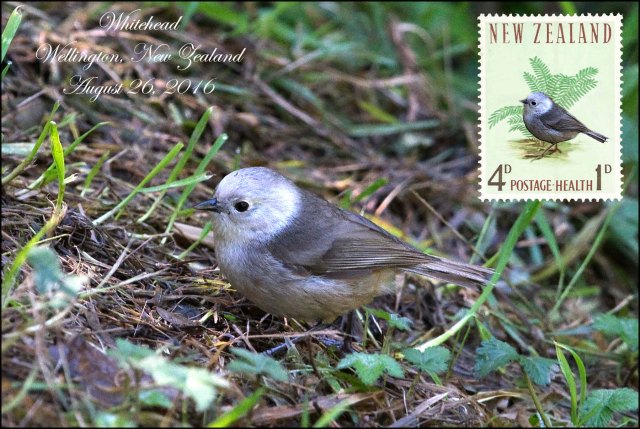 newzealandcookislands2016-429