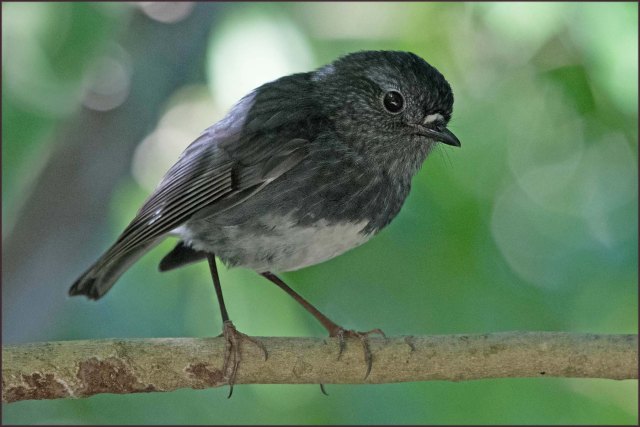 newzealandcookislands2016-430